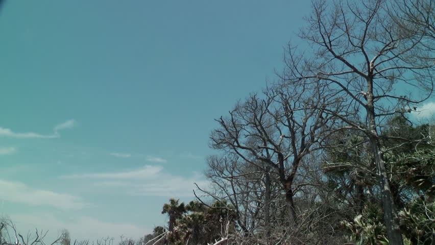 Pelicans fly across the tree line of an ocean bone yard