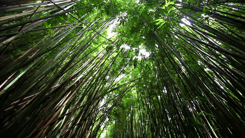 Hawaii walking beneath bamboo canopy 
Haleakala Maui 
shot with Canon 5D MkII using Canon L-series lens | Shutterstock HD Video #6506693