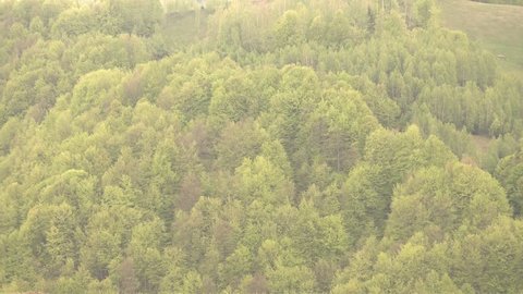 Ultra HD 4K Zoom in on forest with beautiful tree foliage in summer day, mountain wood evergreen 