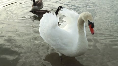 Beautiful white swan and ducks on shallow lake waters at sundown/Swan footage