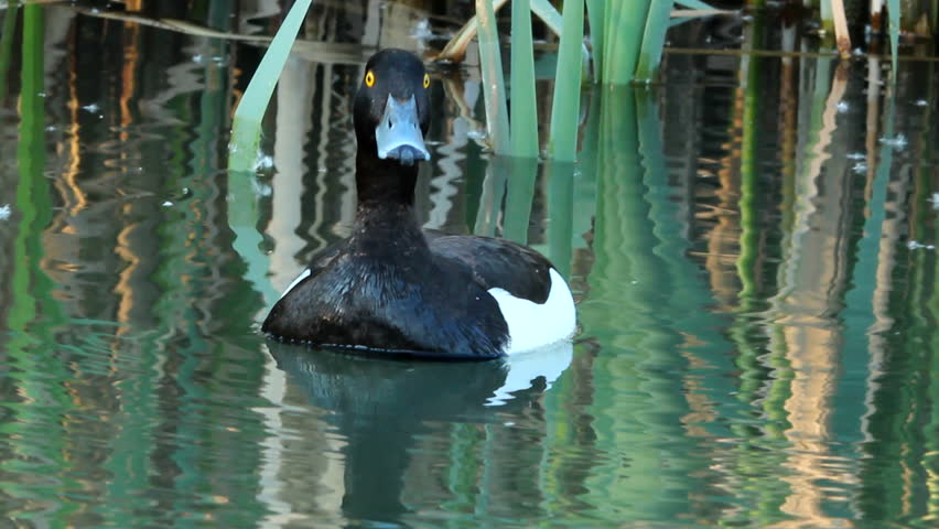 Male Tufted duck in the mating season. Tufted duck (Aythya fuligula) is a medium-sized diving duck with a population of close to one million birds Royalty-Free Stock Footage #6509975