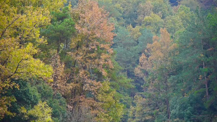 Autumn forest with colorful. gh2_07976