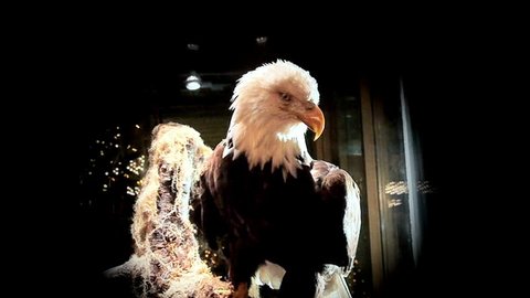 Real Bald Eagle Close Up, Slow Motion, Camera Tilt : vidéo de stock