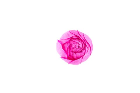 Time-lapse of opening pink rose, isolated on white