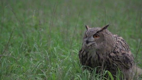 eagle owl in slow motion