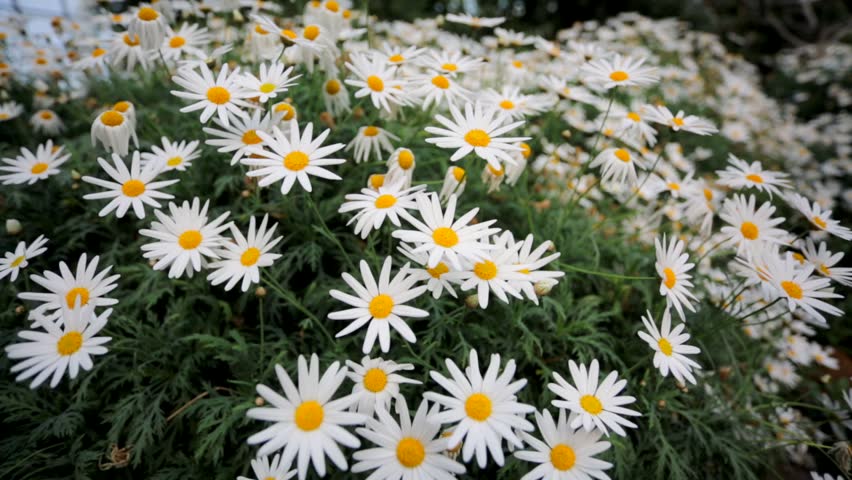 Marguerite Daisies in the Flower Stock Footage Video (100% Royalty-free ...