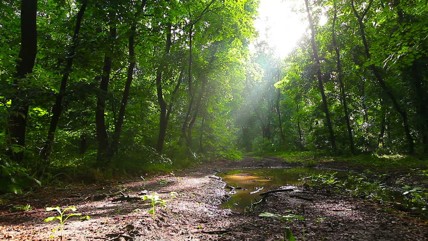 Morning in the forest. the sun's rays pass through trees | Shutterstock HD Video #6523028