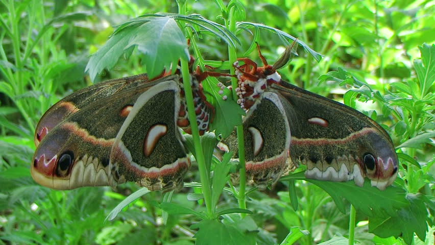 Giant cecropia moths, largest in North America, mating in lush garden. 