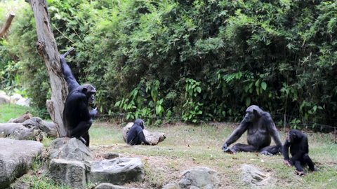 SINGAPORE - CIRCA FEB 2014: Chimpanzee Family in Singapore Zoo. The zoo was built at a cost of S$9m granted by the government of Singapore and opened on 27 June 1973.