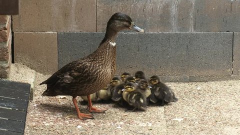 Wild Duck, mallard - anas platyrhynchos -  female with ducklings sit together to keep warm in stone corner. Only the female incubates the eggs and takes care of the ducklings,