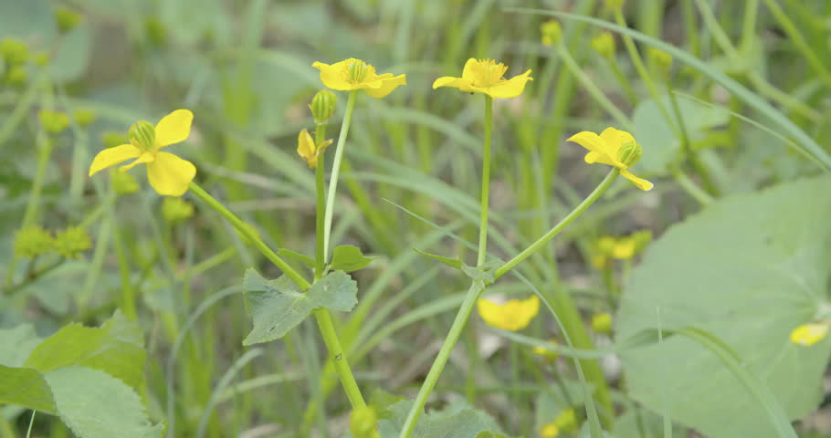 Lots of yellow Marsh Marigold plant 4K FS700 Odyssey 7Q