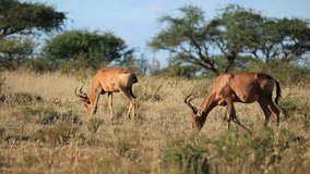 Red hartebeest antelopes (Alcelaphus buselaphus) grazing in natural habitat, South Africa