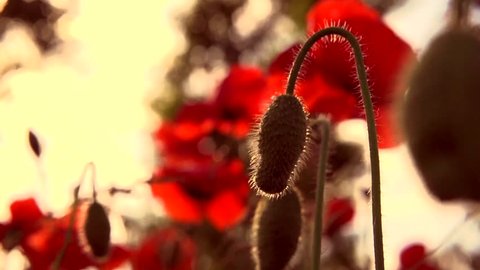 Poppy field. Blooming Poppies. Flowers. Slow motion video footage 1080 full HD