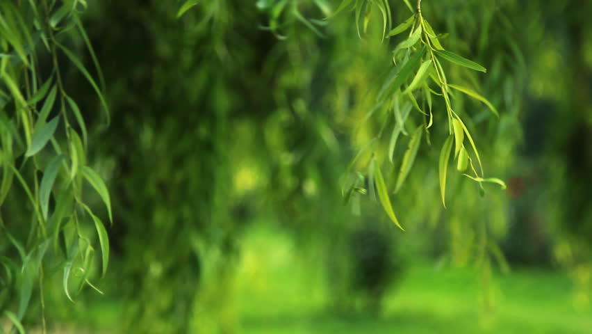 Branches Of The Weeping Willow Stock Footage Video 100 Royalty Free 6534335 Shutterstock