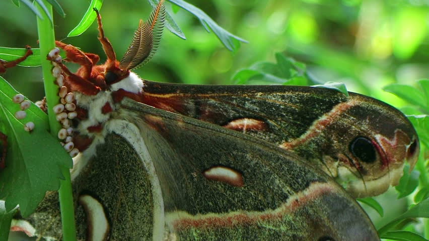 Macro of adult male cecropia moth, largest in North America, mating in captivity. 