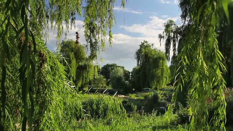 Weeping willow in the park.