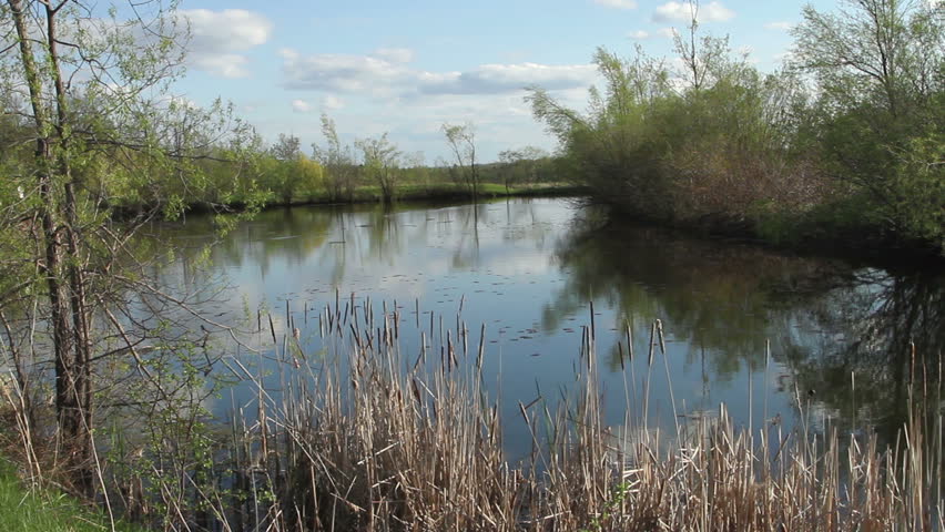 Serene landscape of a pond with tree reflections on the water against blue sky/ Nature footage