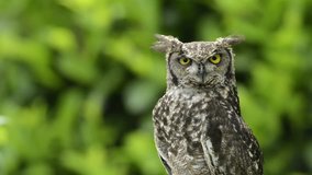 Spotted eagle-owl looking around
