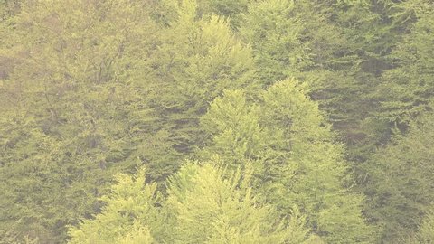 Ultra HD 4k Closeup, detail of forest foliage in summer time, zoom out of rural wood by day