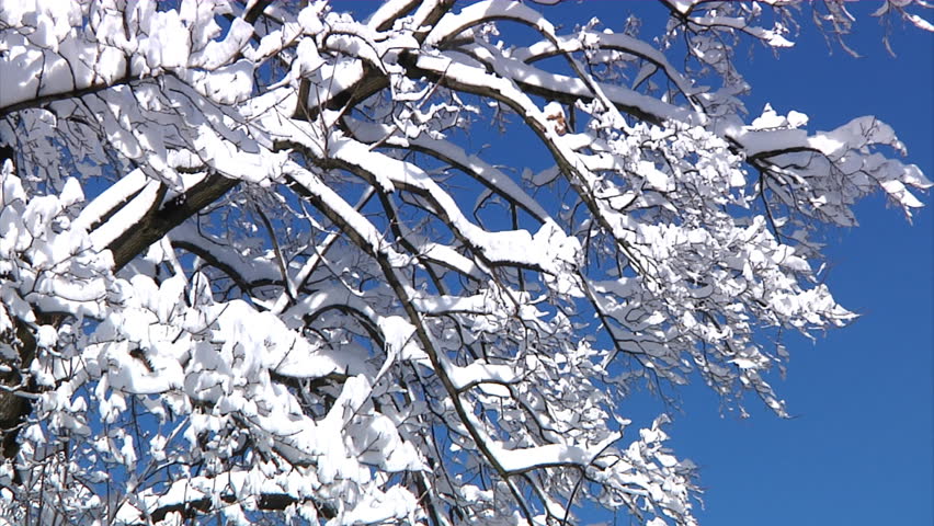Snow gently falls off the branches of a tall tree on a sunny winter day.