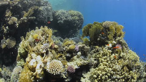 POV of scuba diver or animal swimming over coral reef with both hard and soft corals. Shark Reef,  Ras Mohammed National Park, Red Sea, Egypt??