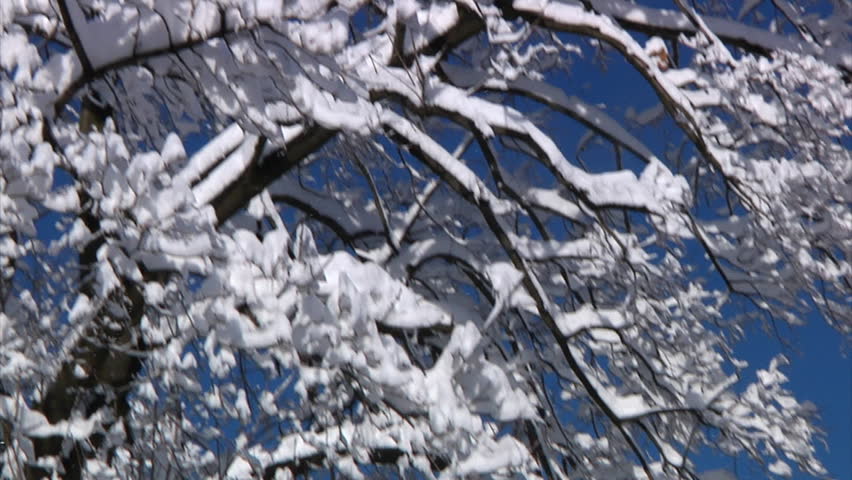 Snow gently falls off the branches of a tall tree on a sunny winter day.