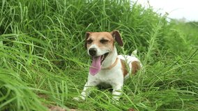 Dog jack russell terrier lying in the grass breathing heavily resting after active play with his tongue out and listens carefully rotates the head