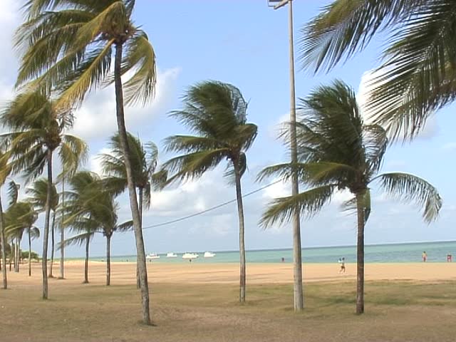 tropical beach with palm tree