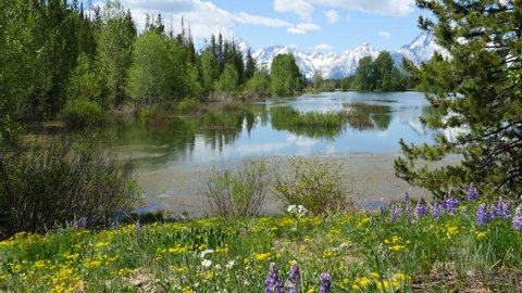 Stunning scene of flower laced pond and Grand Teton Mountains, 4K