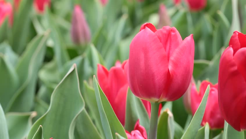 An Individual Unopened Pink Tulip Stock Footage Video (100% Royalty ...