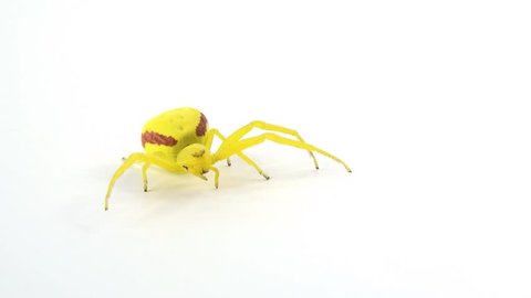Spider scurry, Misumena vatia: a female yellow crab spider runs across a white isolated background. She uses camouflage to catch prey and is usually found on a yellow or white flower. 4K Ultra HD.