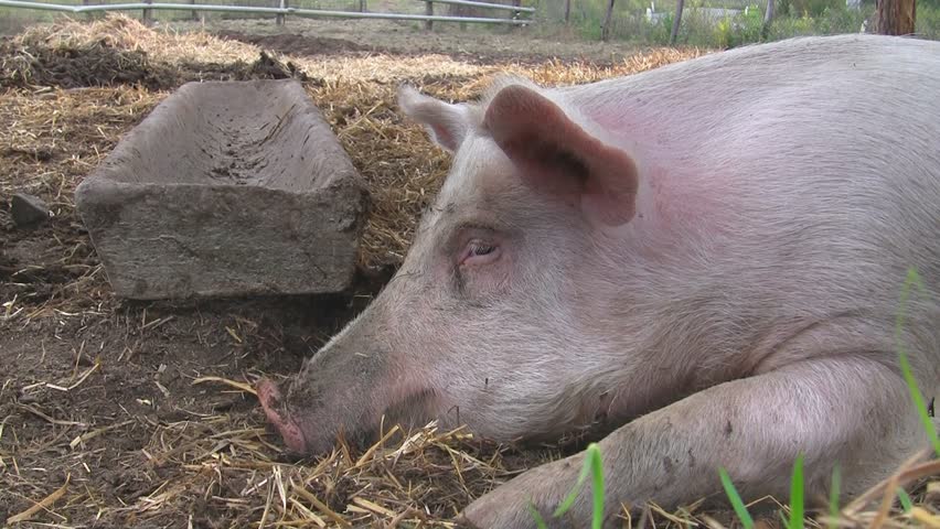 Davidsfarm Pig Video