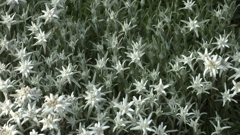 Edelweiss (Leontopodium alpinum). Edelweiss is a well-known mountain flower, belonging to the sunflower family.