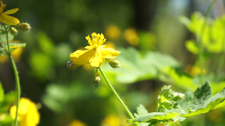 Field of yellow flower close-up. Macro.