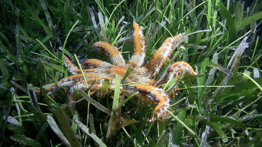 Large sea star (starfish) walking along seagrass on ocean floor at Malapascua Island, Philippines