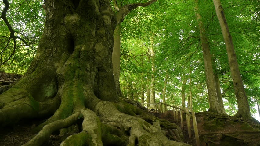 Tree Roots Trunk High Branches Camera Stock Footage Video (100% Royalty ...