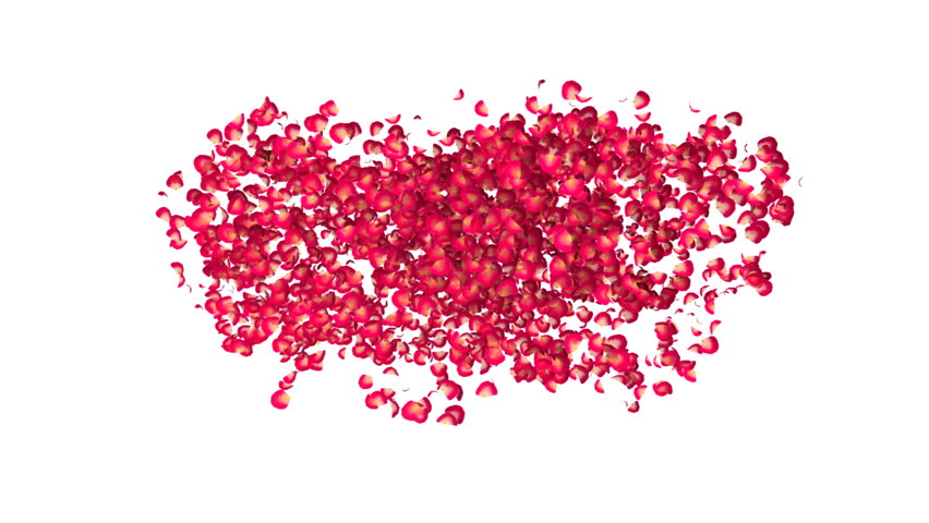 heart made with petals of red roses 