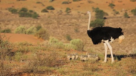 Male ostrich (Struthio camelus) with chicks in desert landscape, South Africa