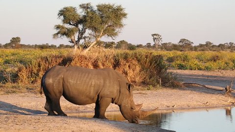 White (square-lipped) rhinoceros (Ceratotherium simum) drinking at a waterhole, South Africa