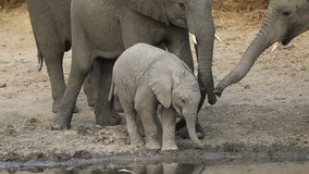 Baby African elephant (Loxodonta africana) at a waterhole, South Africa