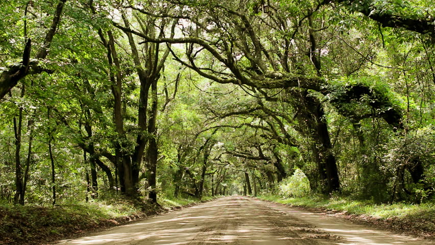 A dirt road canopied by oak trees in the lowlands of South Carolina