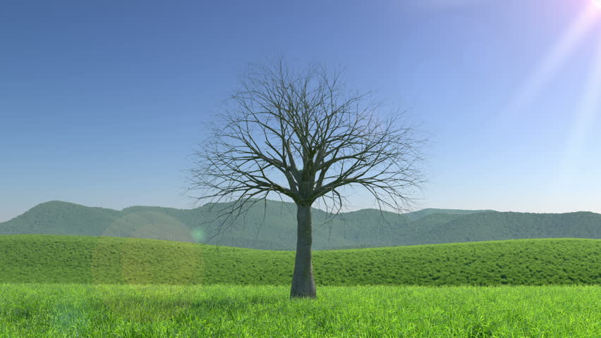 A tree passing through the four seasons, Seamless Loop Royalty-Free Stock Footage #6581990