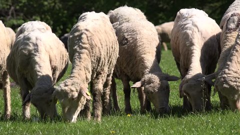Ultra HD 4K Sheep Head, Herding Sheep, Flock Lambs Grazing, Close up Pastoral Grassland