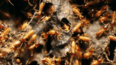 Nasute termites defending a break in their nest in the rainforest, Ecuador.
