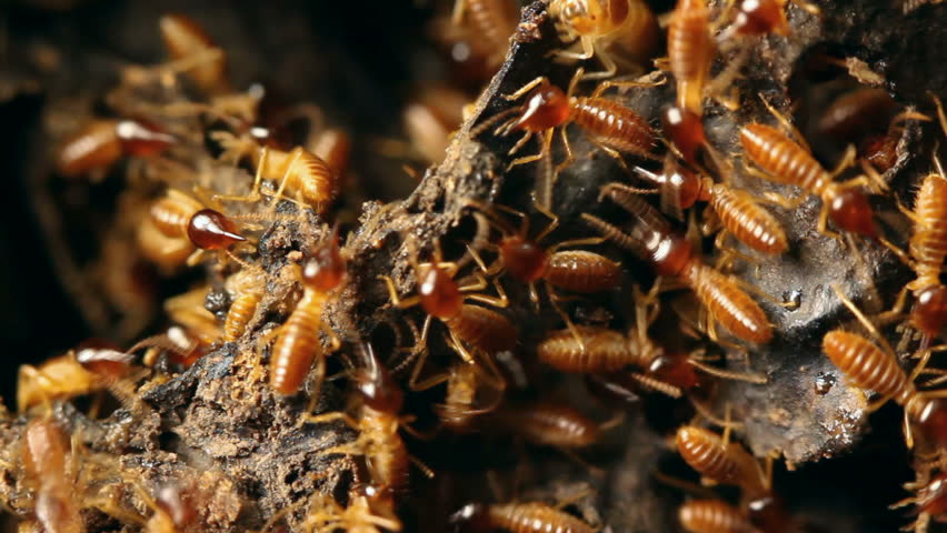 Nasute Termites Defending Break Their Nest Stock Footage Video 100 Royalty Free Shutterstock