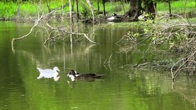 Ducks swimming in pond. Video
