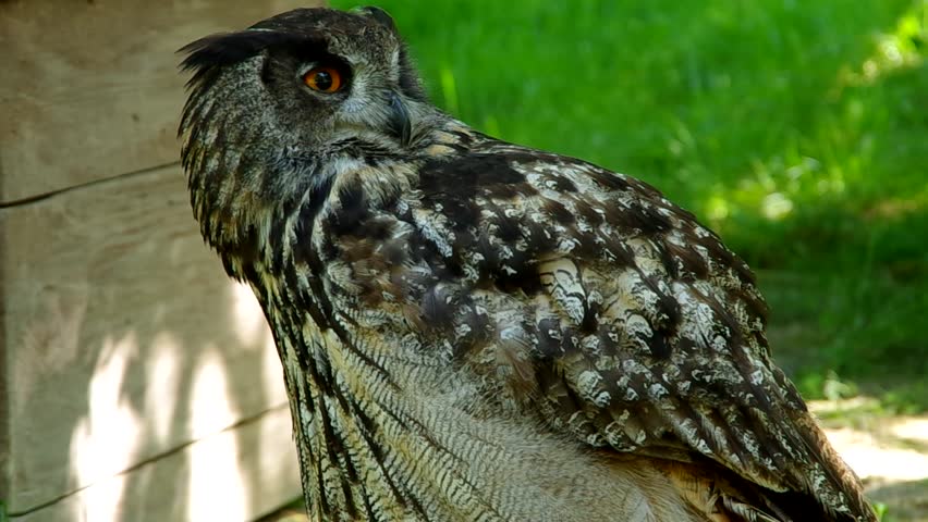 Eagle Owl is Looking at Stock Footage Video (100% Royalty-free) 6589202 ...