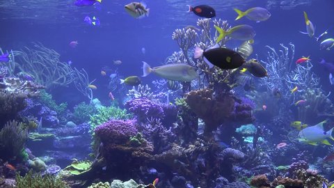 Aquarium, Fish Tank, Coral Reef, Animals, Nature