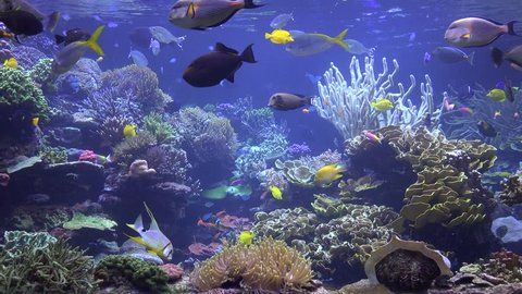 An Aquarium or Fish Tank
