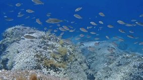 Underwater footage of a shoal of Fish